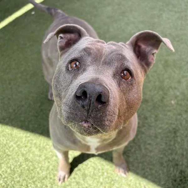 An adult large-sized female Gray / Blue / Silver Pit Bull Terrier dog named Cali for adoption in Long Beach, CA