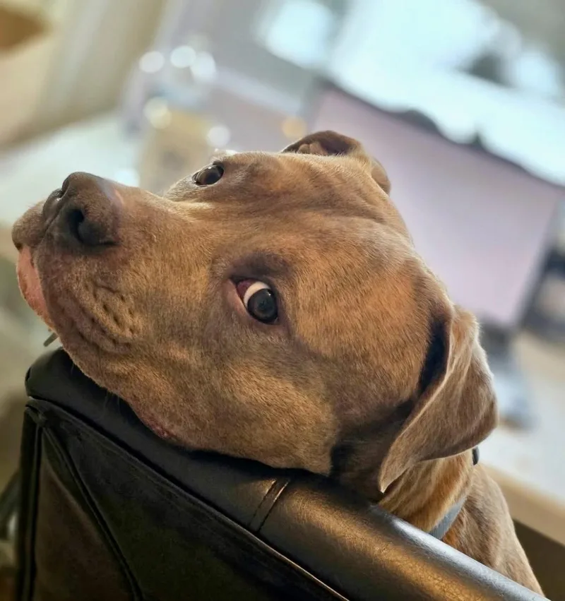An adult large-sized male Brindle Mastiff dog named Ace Ventura for adoption in La Grande, OR