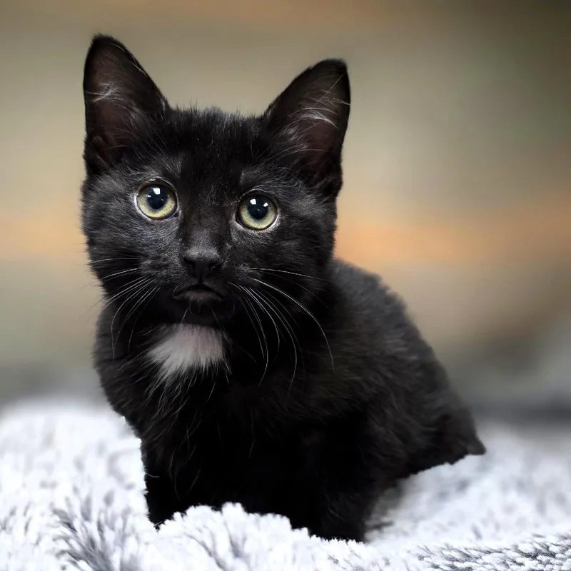 A baby small-sized female Black Domestic Short Hair cat named Catypso for adoption in Michigan City, IN