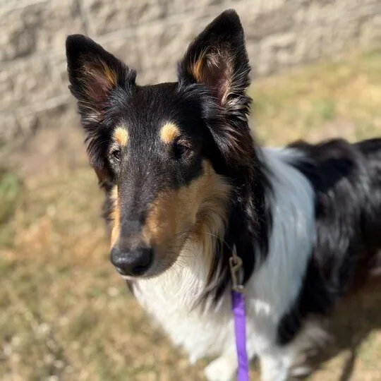 An adult medium-sized female Rough Collie dog named Jolene for adoption in Jackson, MI