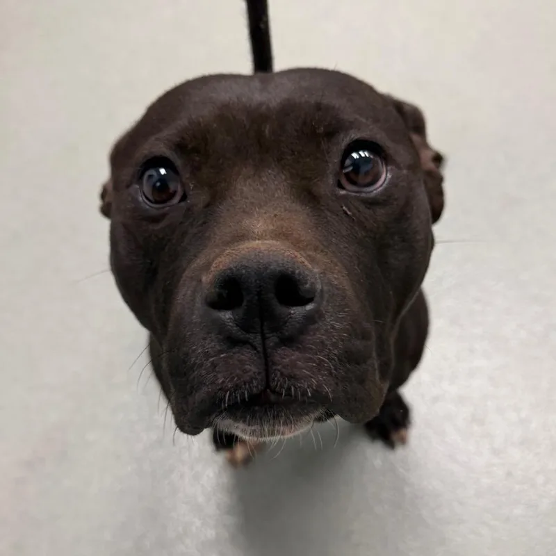 An adult medium-sized female Black Terrier dog named Xena for adoption in Abilene, TX