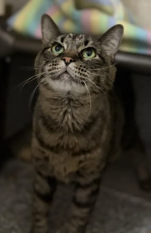 A senior large-sized female Tabby (Brown / Chocolate) Domestic Short Hair cat named Silvia for adoption in Fruit Heights, UT