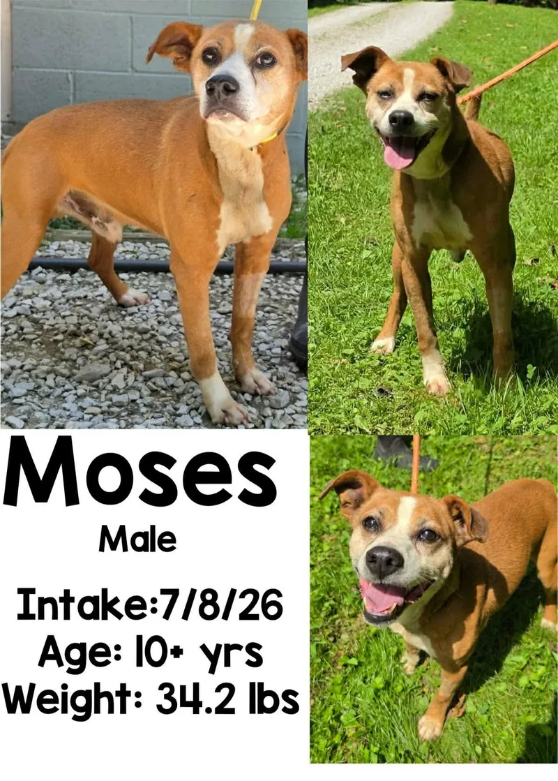 Moses