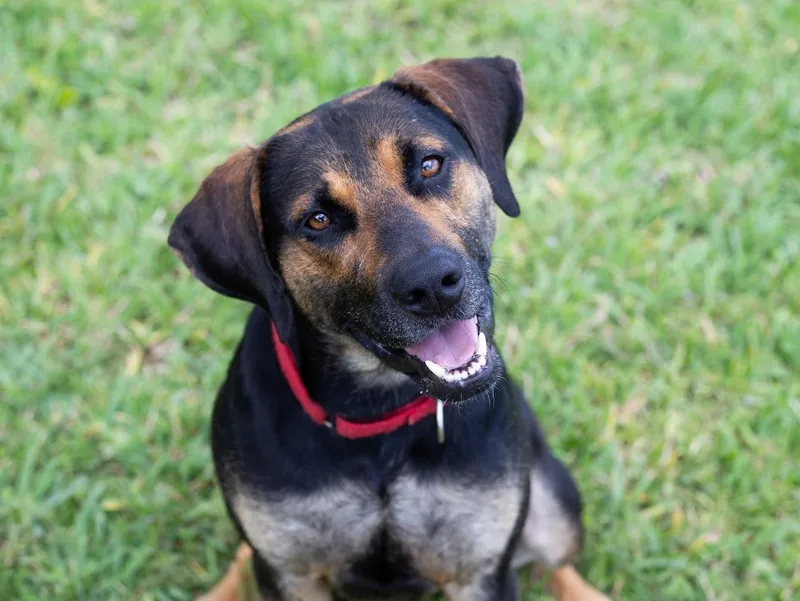 A young medium-sized male Hound dog named Todd for adoption in tampa, FL