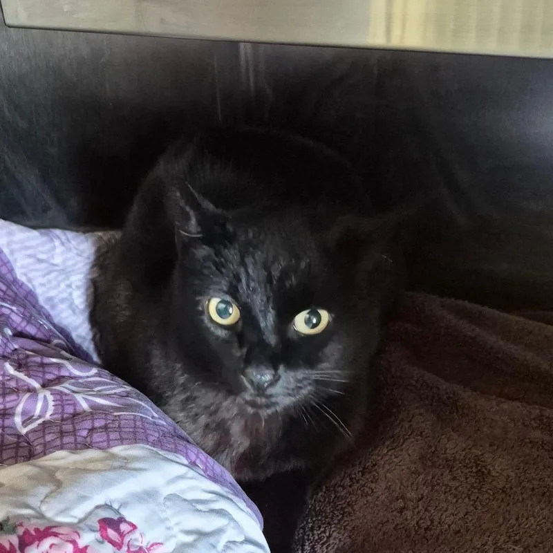 An adult medium-sized female Black Domestic Medium Hair cat named Binx for adoption in Fort Bragg, CA