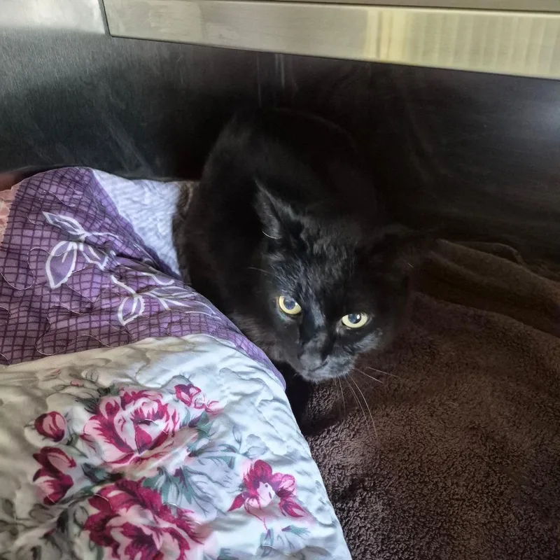 Binx thumbnail 2