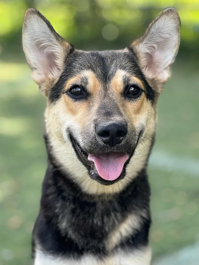 A baby medium-sized female Black Shepherd dog named Arrow for adoption in Anderson, IN