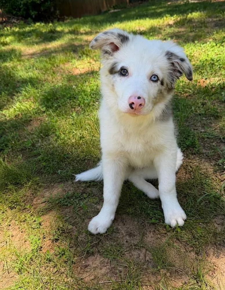 A baby small-sized male Merle (Blue) Border Collie dog named Zeus for adoption in Troy, VA