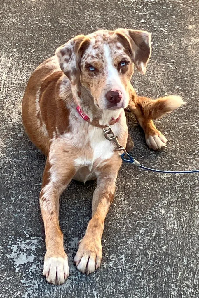 Bea