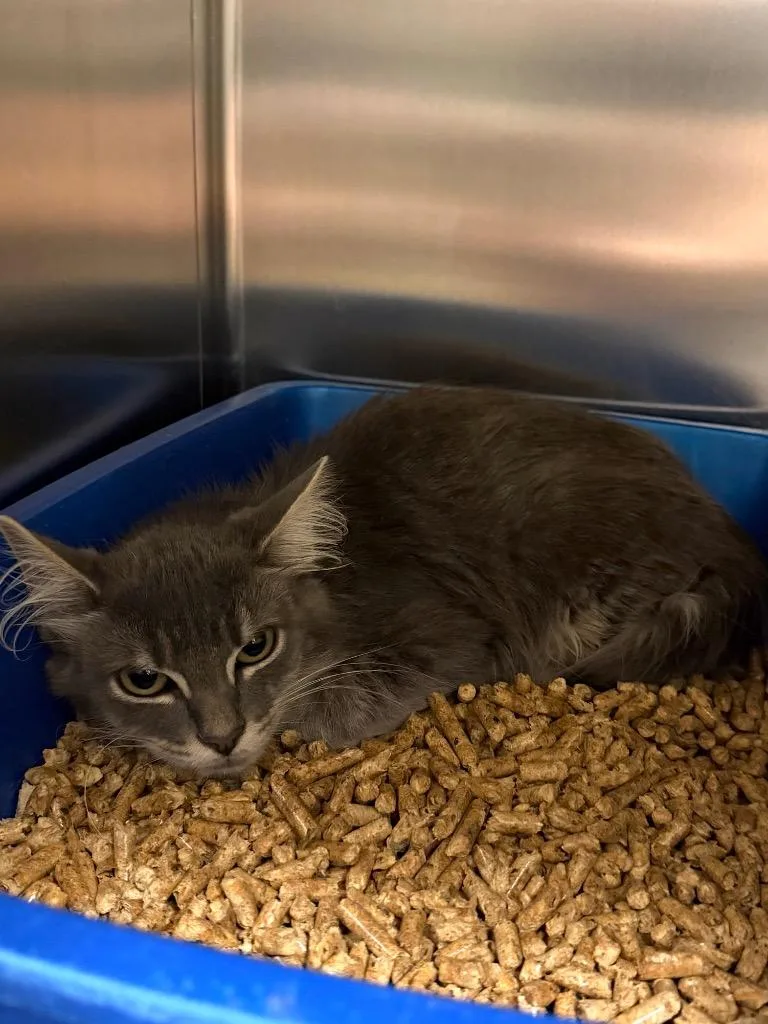 A baby small-sized male Domestic Short Hair cat named Ashton for adoption in Ocala, FL