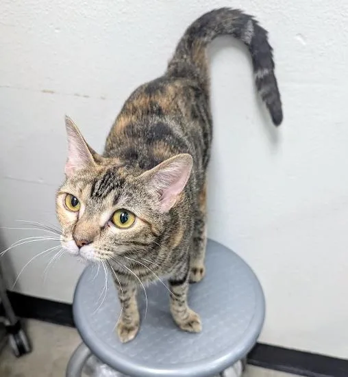 A young medium-sized female Torbie cat named Dulce Very Sweet for adoption in Plano, TX