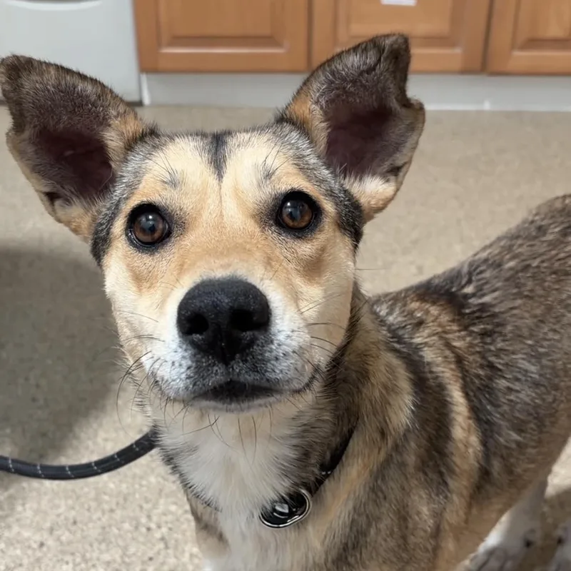 An adult medium-sized female Shepherd dog named Sophie for adoption in Valparaiso, IN
