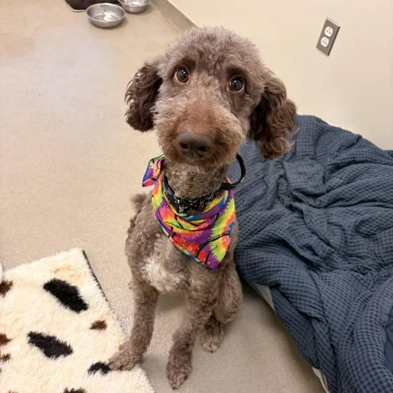A young medium-sized male Brown / Chocolate Poodle dog named Norris for adoption in Lynchburg, VA