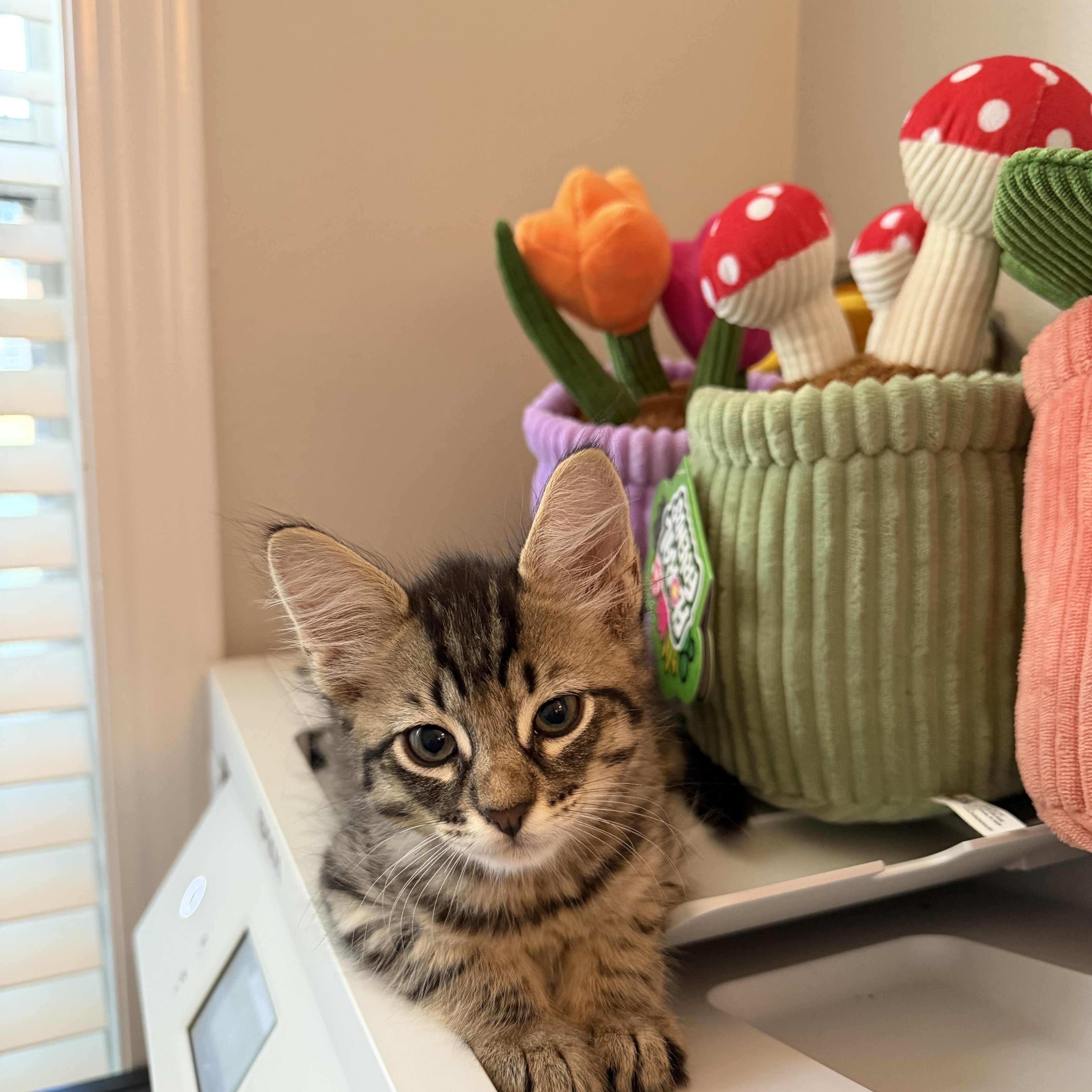A baby medium-sized male Tabby (Brown / Chocolate) Domestic Short Hair cat named Cicada for adoption in Bryan, TX