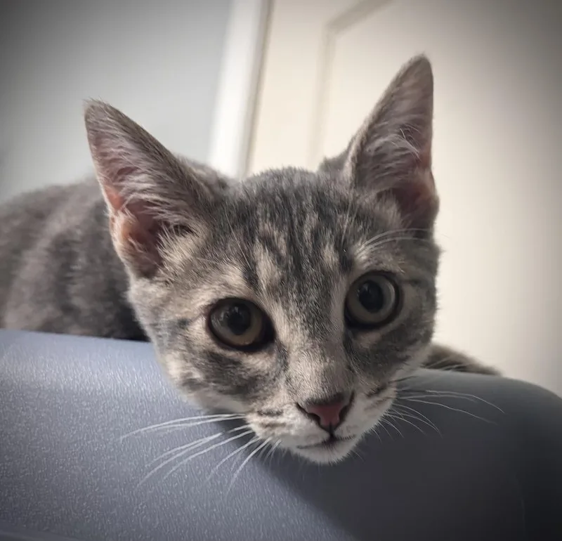 A baby small-sized female Domestic Short Hair cat named Figgy for adoption in Omaha, NE
