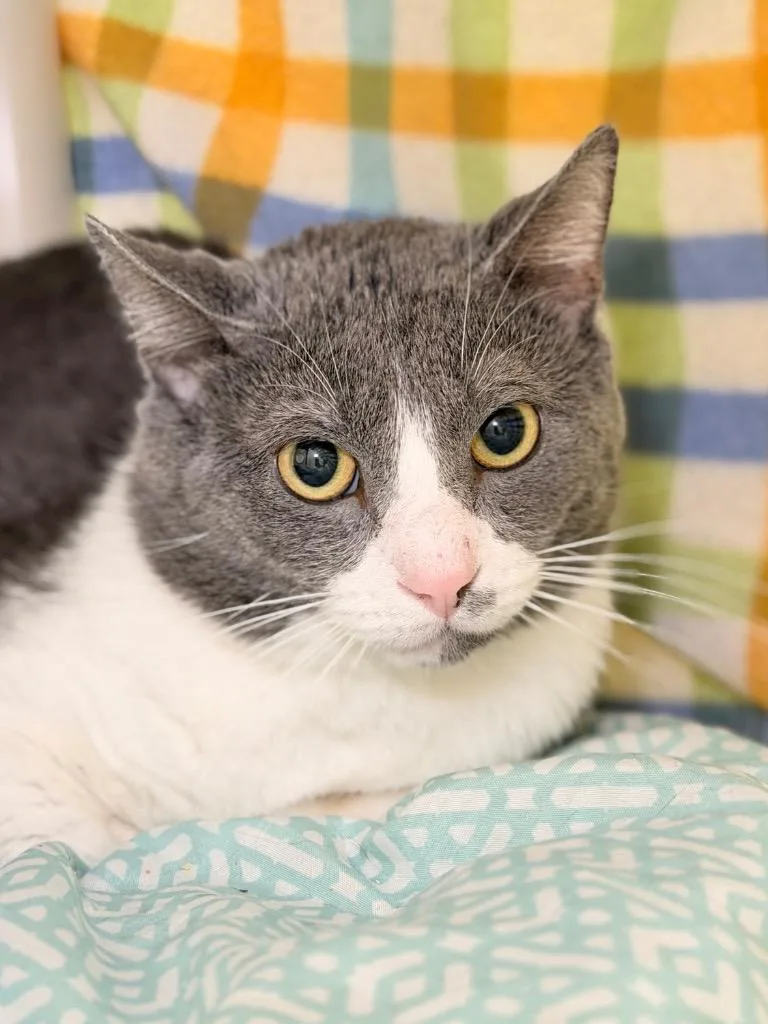 A young medium-sized male Domestic Short Hair cat named Mgk for adoption in Menomonie, WI