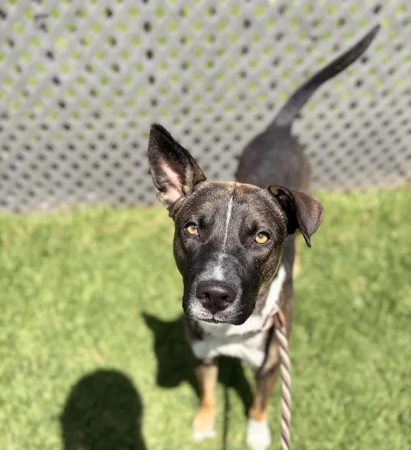 A young large-sized male Shepherd dog named Miller for adoption in Oakland, CA