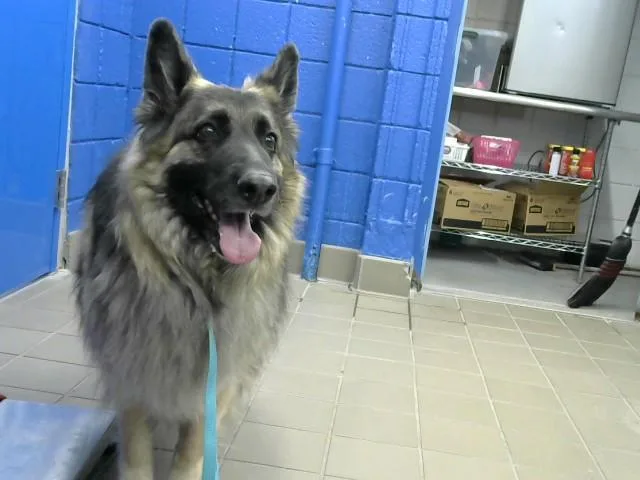An adult medium-sized female German Shepherd Dog dog named Ava for adoption in Albuquerque, NM