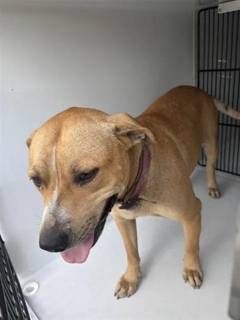An adult medium-sized female Black Mouth Cur dog named A for adoption in Houston, TX