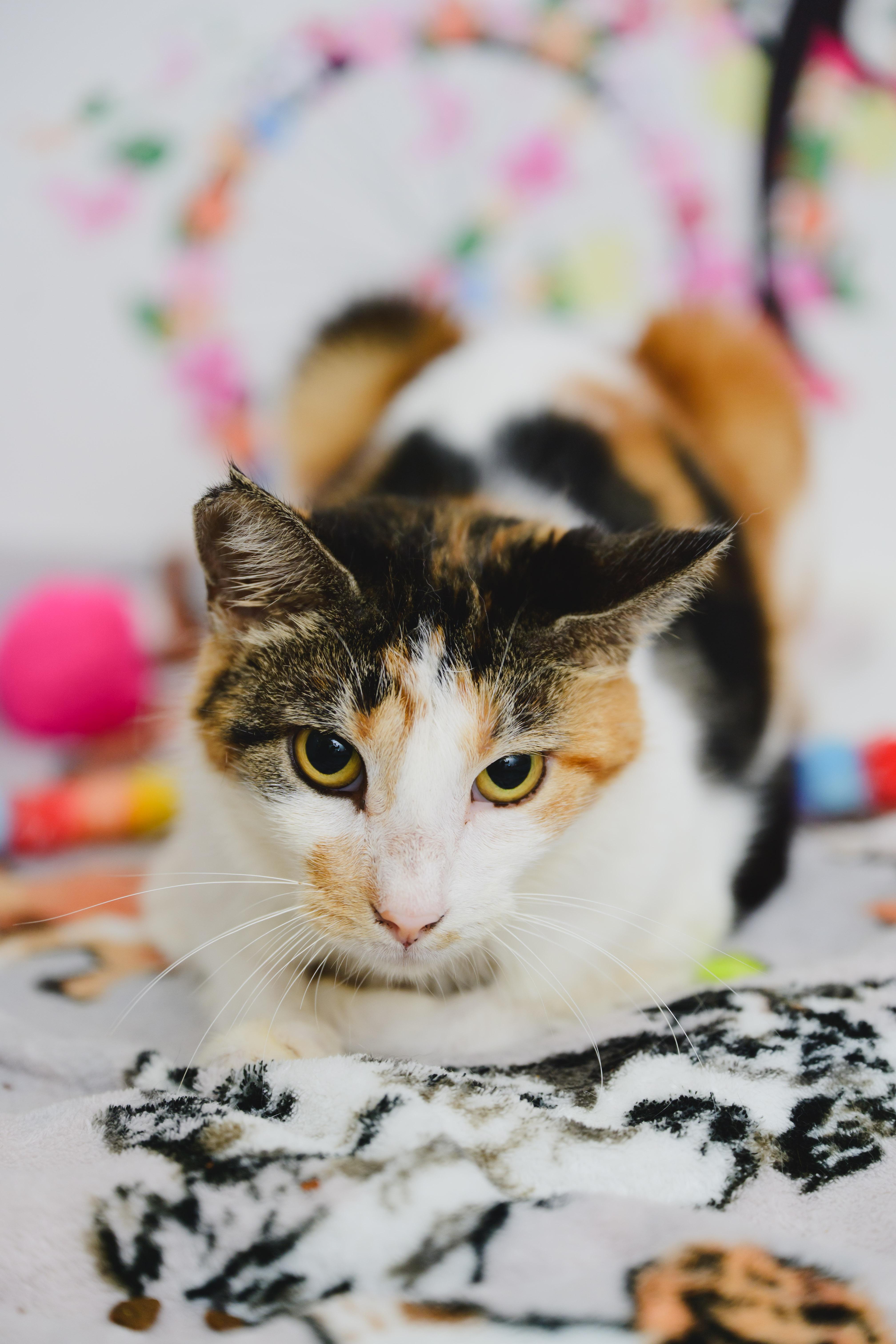 Serenity thumbnail 3