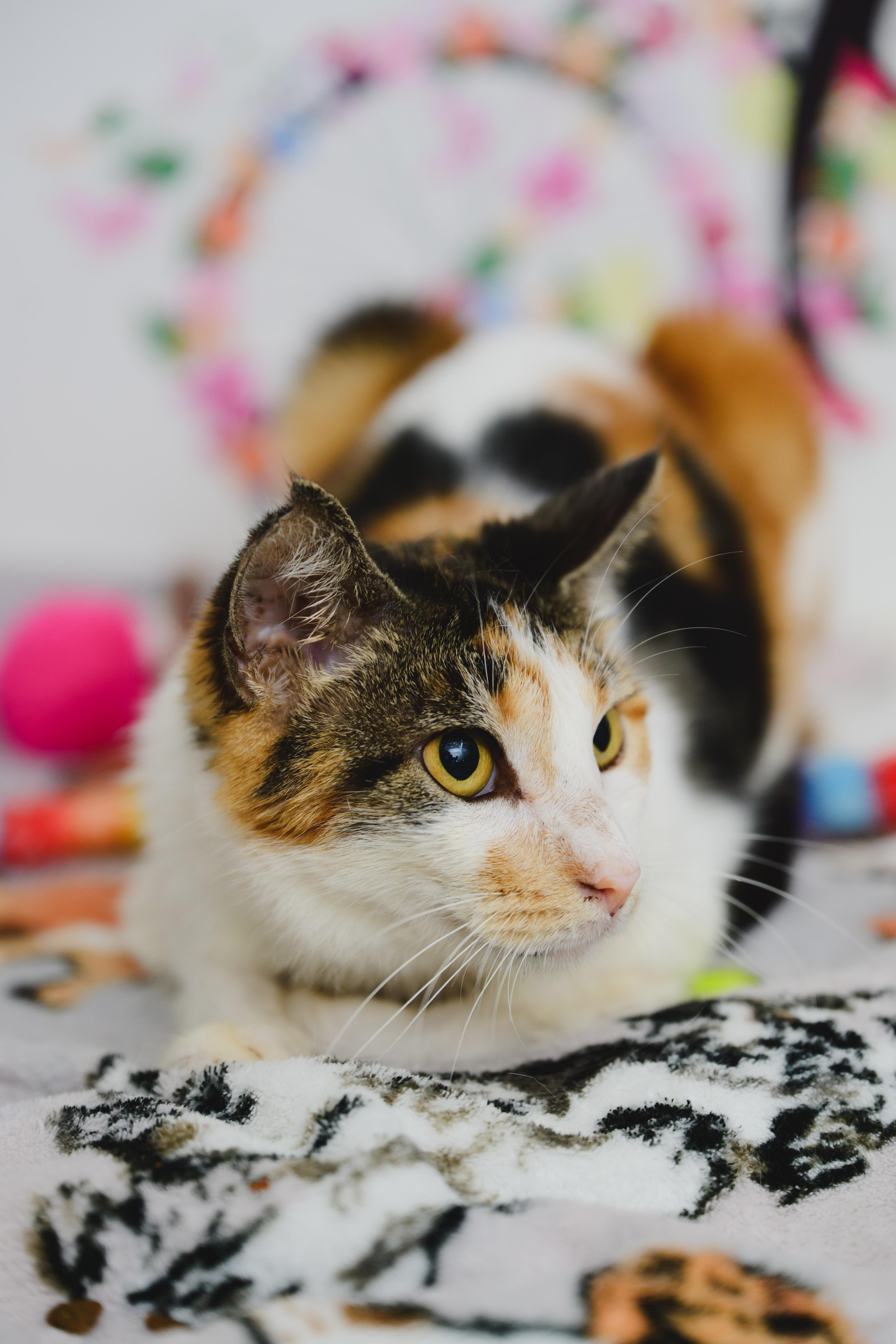 Serenity thumbnail 5