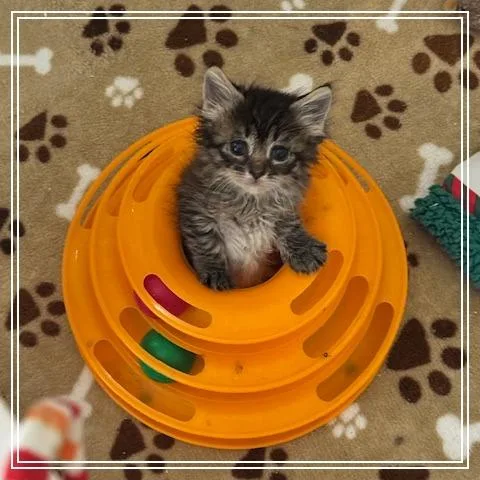 Gracie Lou