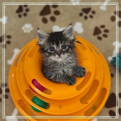Gracie Lou thumbnail 2