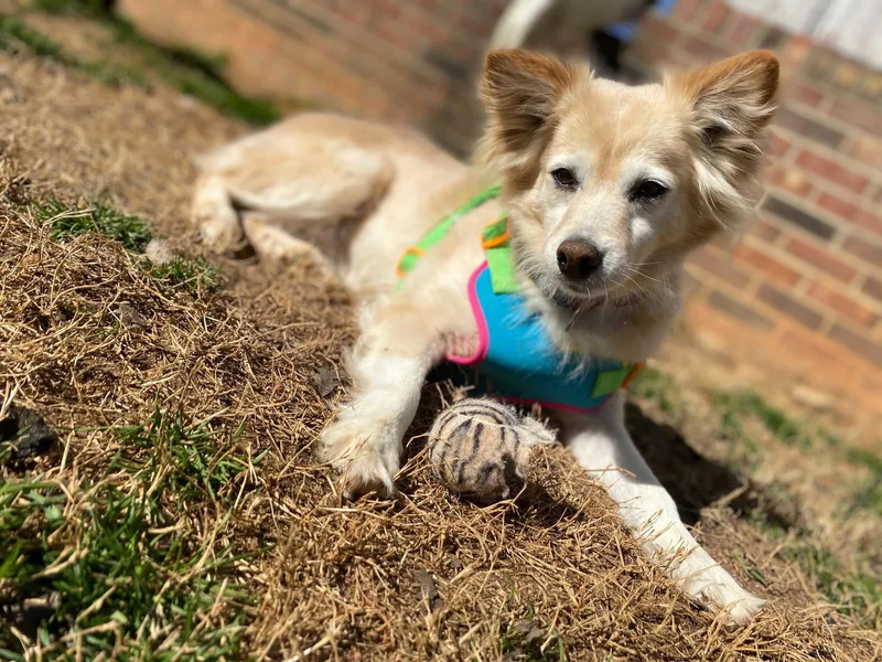 Sadie May  Bonded