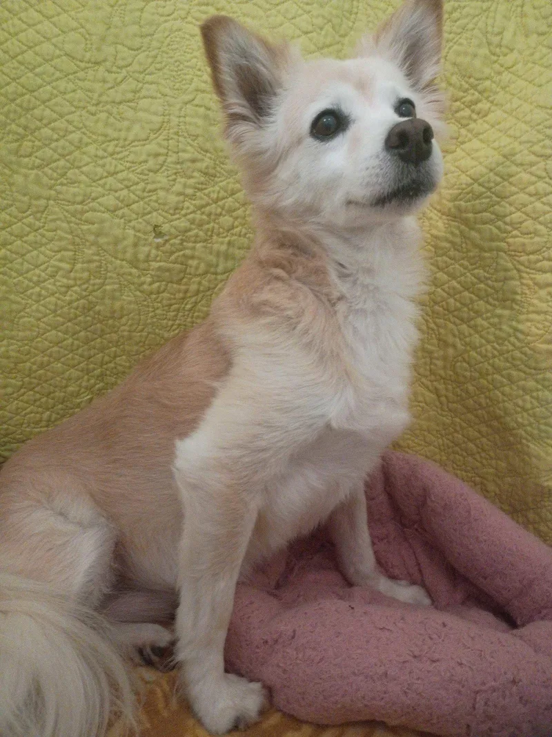 Sadie May  Bonded thumbnail 3