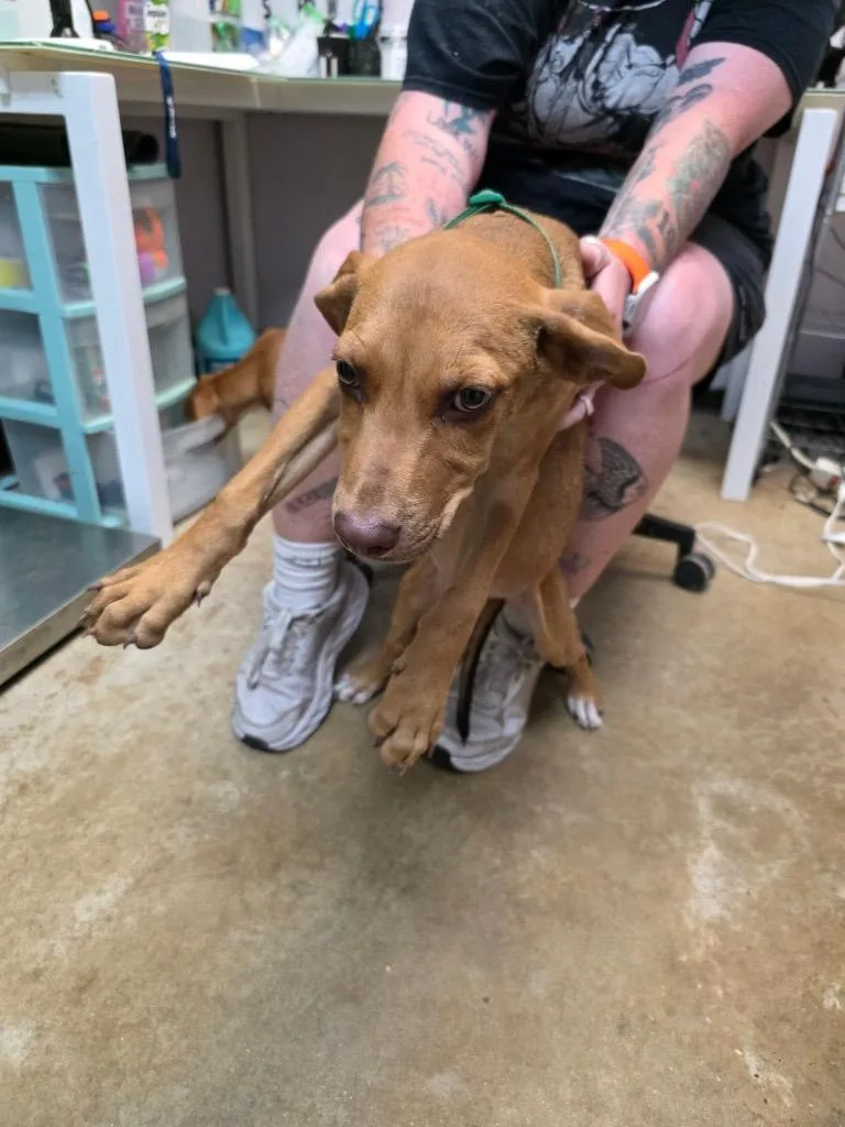 A baby small-sized male American Staffordshire Terrier dog named Asap for adoption in New Braunfels, TX