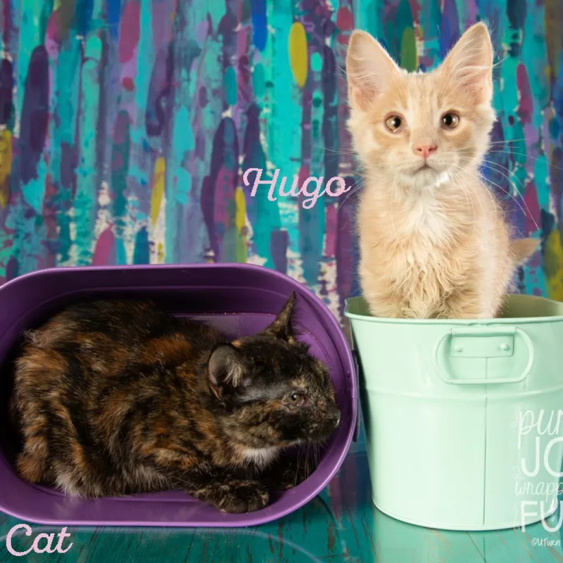 An adult small-sized female Tortoiseshell Domestic Short Hair cat named Ali Cat for adoption in Springfield, MO