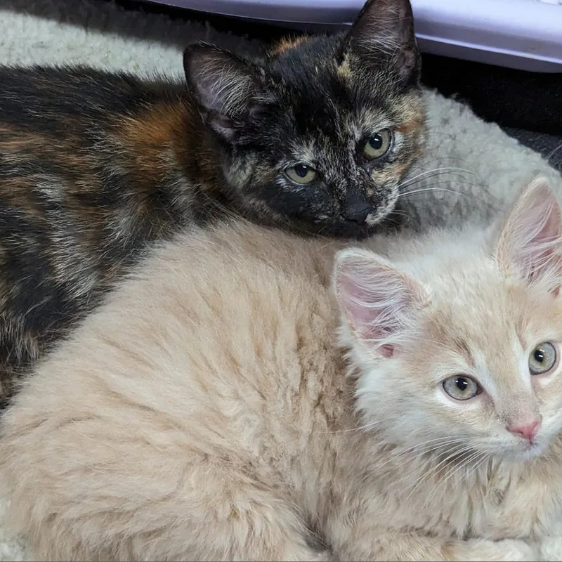 Ali Cat thumbnail 2