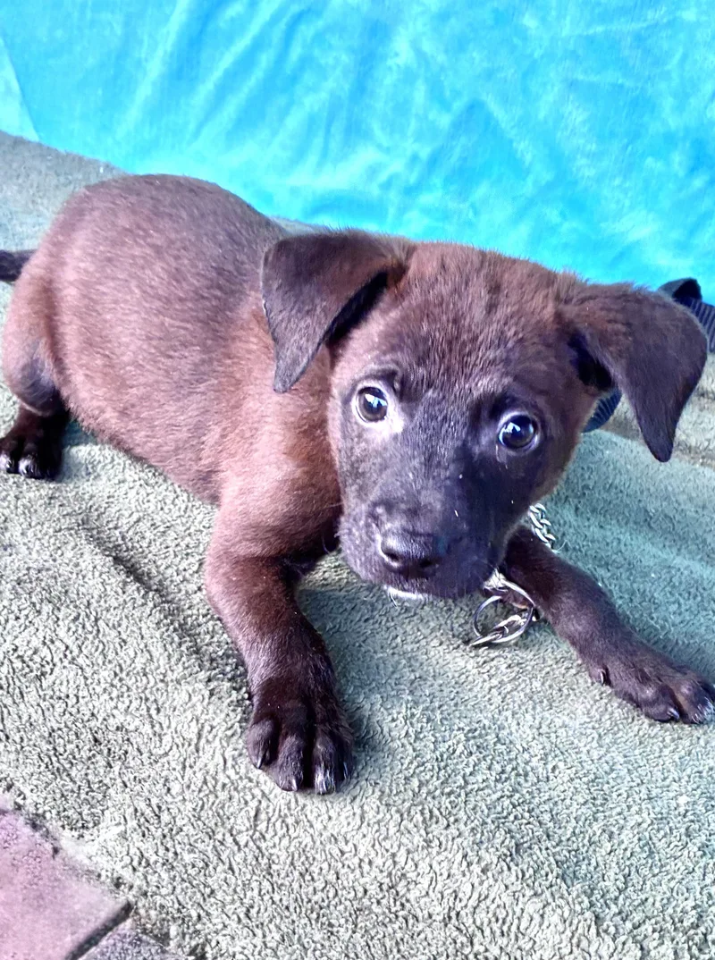 A baby medium-sized female Mixed Breed dog named Wrenee for adoption in West Chicago, IL