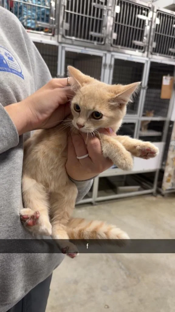 A baby medium-sized female Domestic Short Hair cat named Curly for adoption in Greensburg, IN