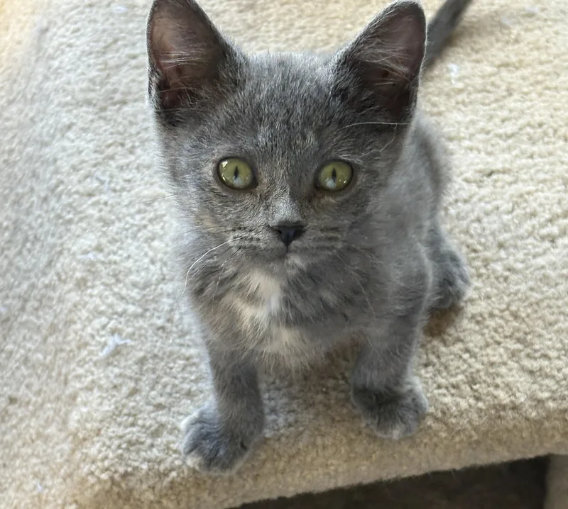A young medium-sized female Torbie Domestic Short Hair cat named Pinky Toes for adoption in Butte, MT