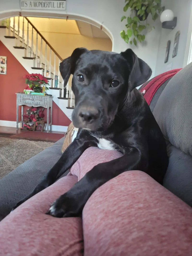 A young medium-sized female Black Labrador Retriever dog named Halo for adoption in New Milford, CT