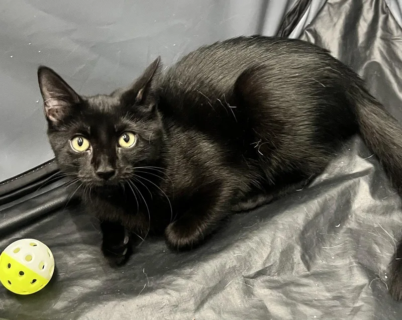 A young medium-sized female Black Domestic Short Hair cat named Joon for adoption in Spring Lake, NJ