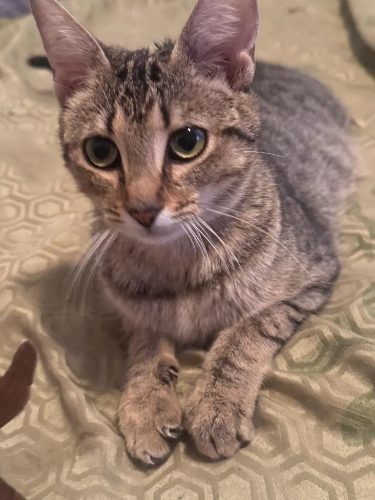 A young small-sized female Domestic Short Hair cat named Buffy for adoption in Columbia, TN