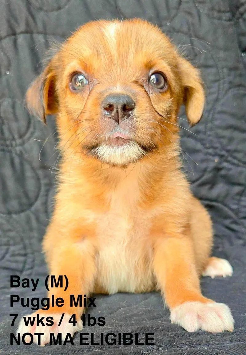 A young small-sized male Pug dog named Bay for adoption in Pomfret Center, CT