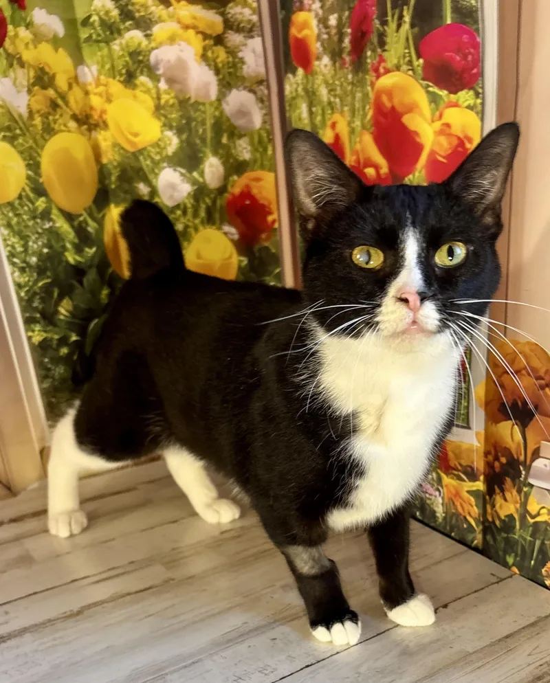 An adult medium-sized female Domestic Short Hair cat named Bunny And Peep for adoption in Cincinnati, OH