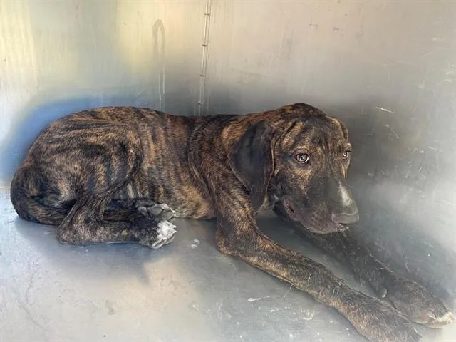 A young medium-sized male Mixed Breed dog named Auggie for adoption in Garland, TX