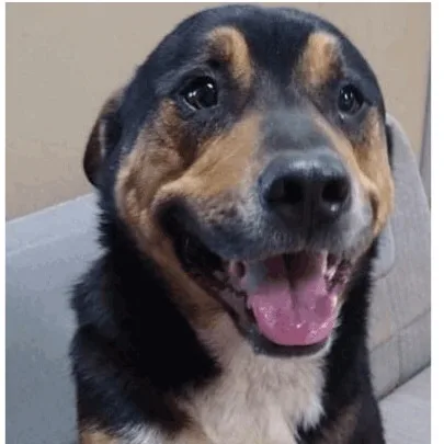 An adult medium-sized male German Shepherd Dog dog named Xavier for adoption in Canyon, TX