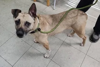An adult medium-sized female Mixed Breed dog named Isla for adoption in Hobart, IN