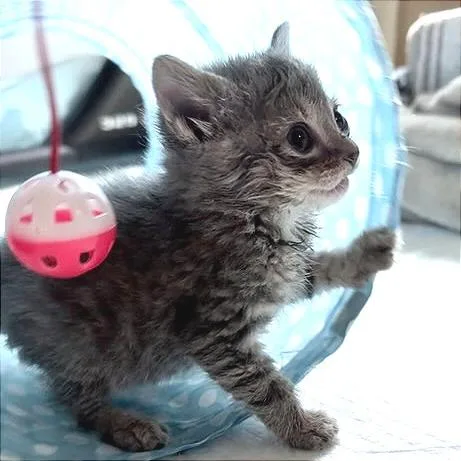 A baby small-sized male Domestic Short Hair cat named Albert for adoption in Cumming, GA