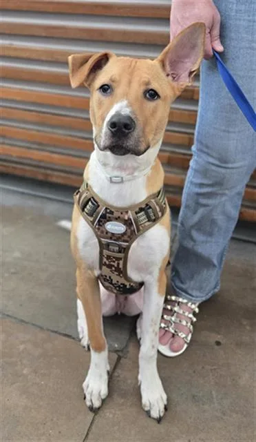 A young large-sized male Mixed Breed dog named Shadow for adoption in Dallas, TX