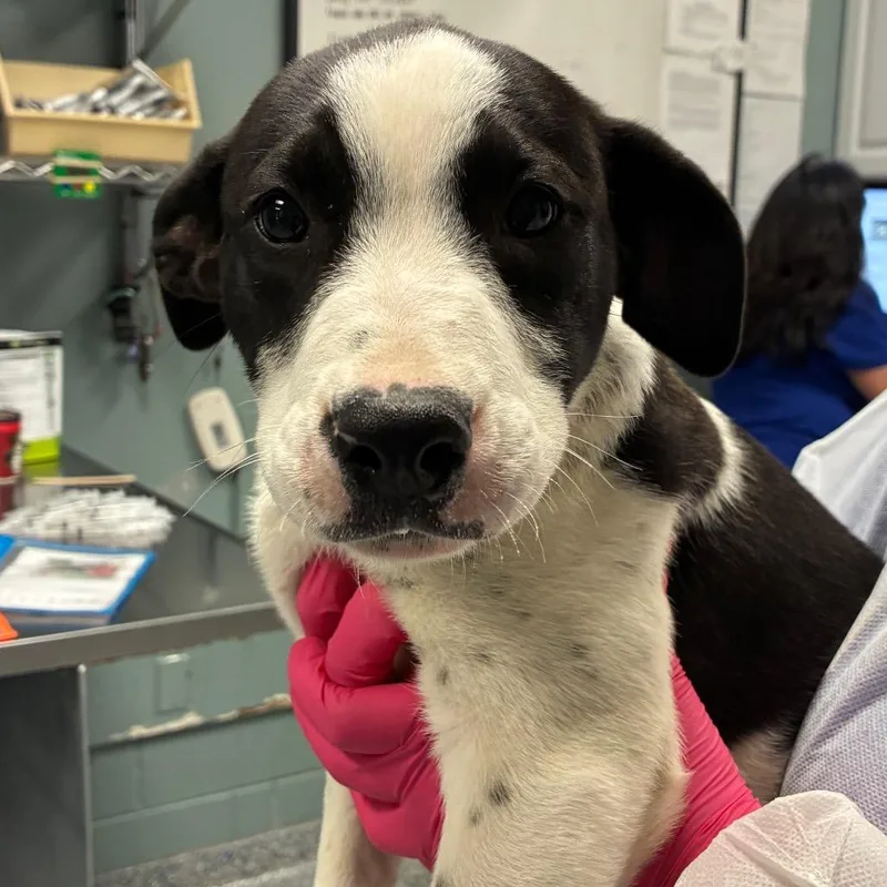 A baby small-sized male White / Cream Retriever dog named Dragon for adoption in Greenville, SC