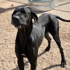 An adult large-sized male Black Great Dane dog named Tyr for adoption in Bernalillo, NM