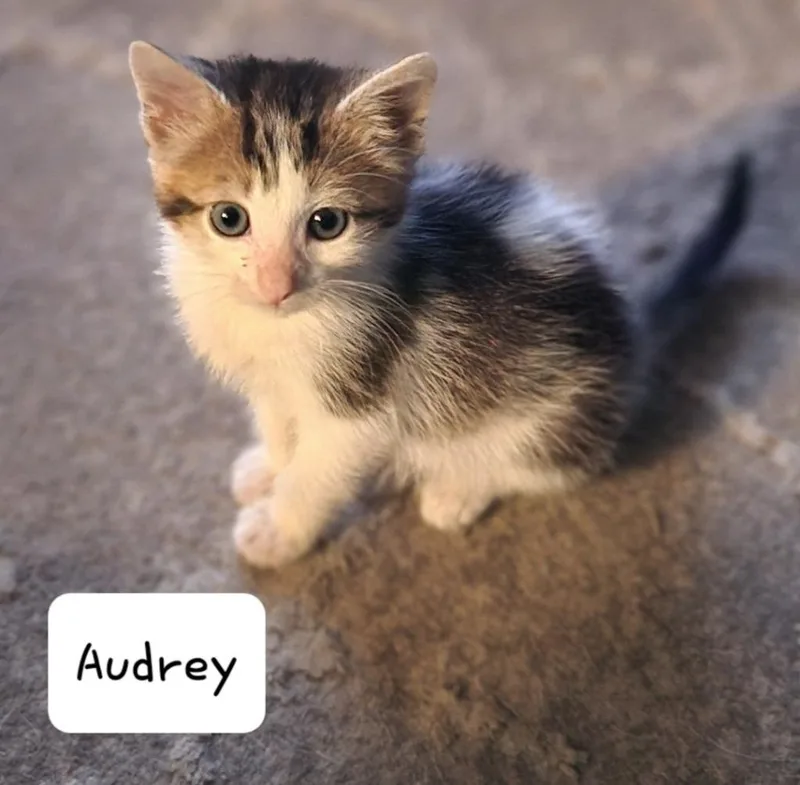 A baby small-sized female Domestic Short Hair cat named Audrey for adoption in San Jacinto, CA