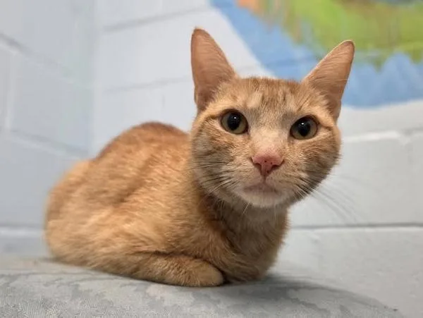 A young medium-sized female Domestic Short Hair cat named La Lechera for adoption in Millersville, MD