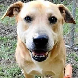 An adult large-sized male Labrador Retriever dog named Jadon for adoption in Chelmsford, MA